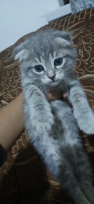 Срочно продам котят скоттиш фолд