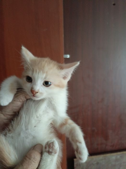 Отдам в добрые руки котят