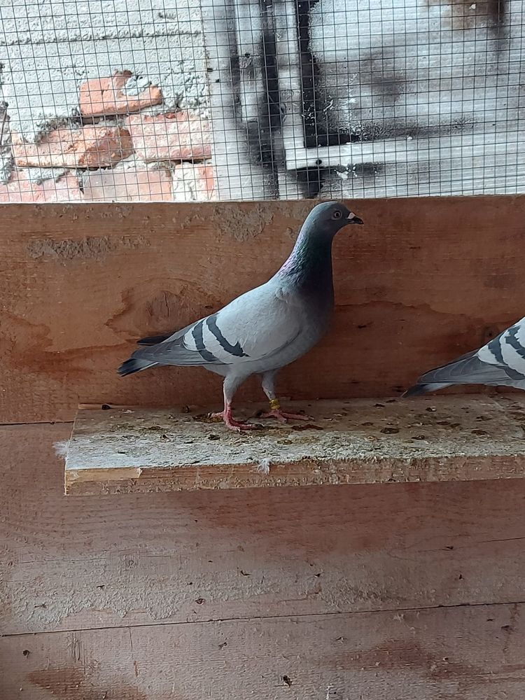 Porumbei voiajori