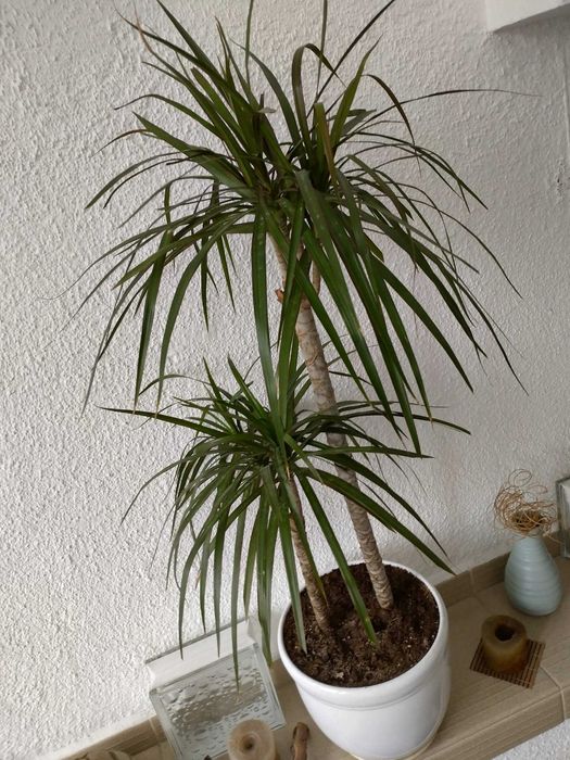 2 бр. Драцени с 3 разклонения всяка ( висока около 1 м )