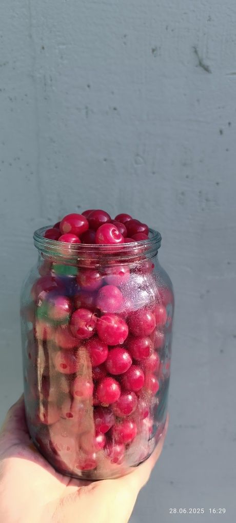 Вишня. Продам свежесобранную вишню.
