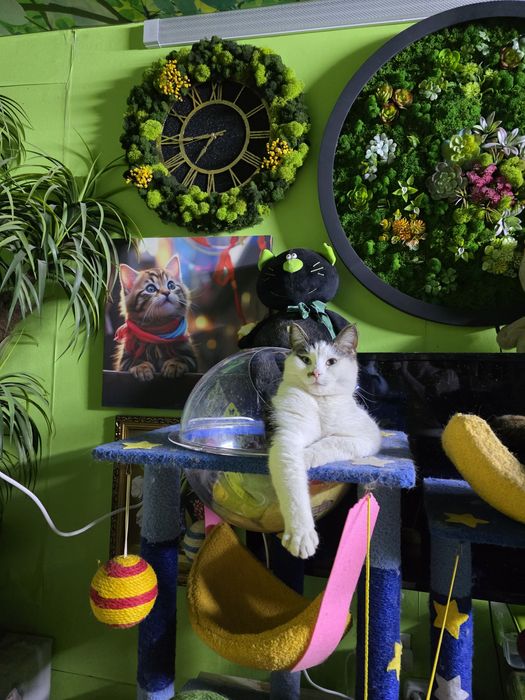 Тиша - классный котик,7 месяцев, с доставкой!