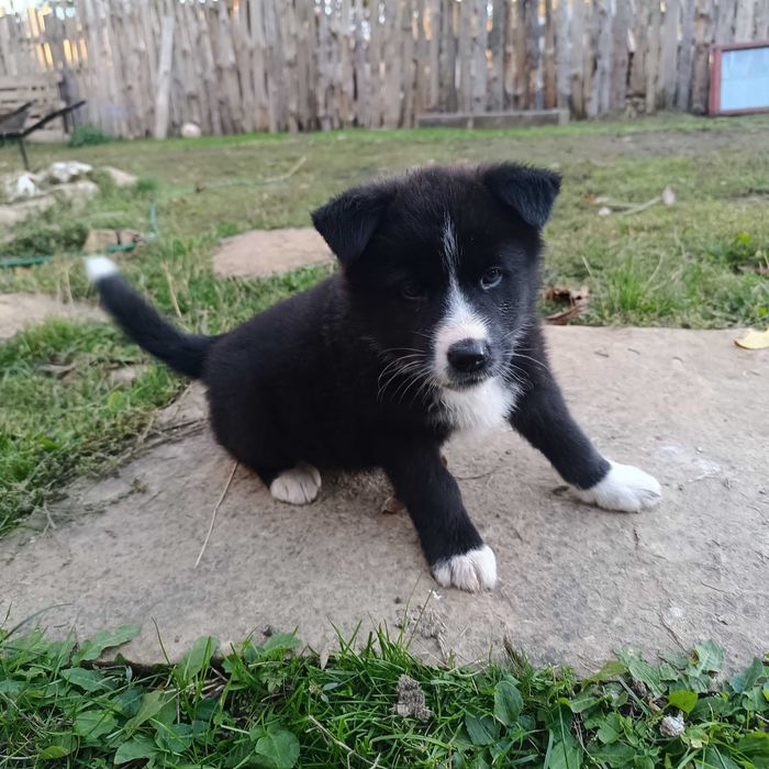 Малки кученца за подаряване