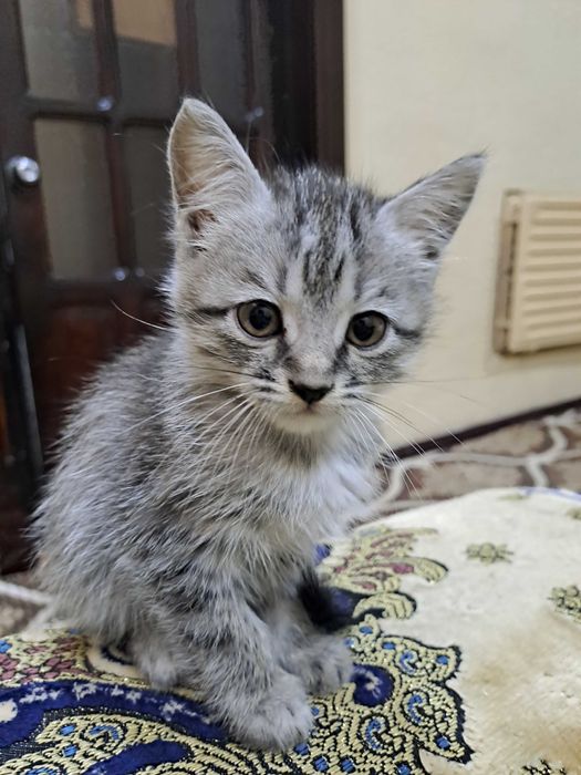 котята в Ургенче