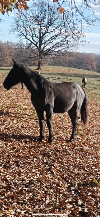 Mânza metis de frizian