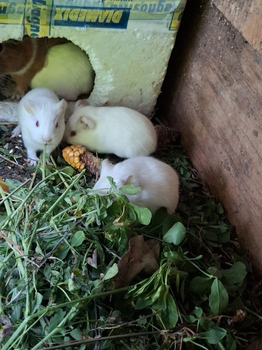 Cautam căsuța noua