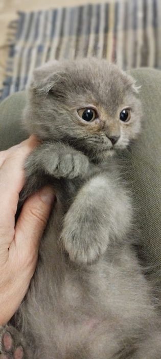 Продается вислоухий котенок, девочка