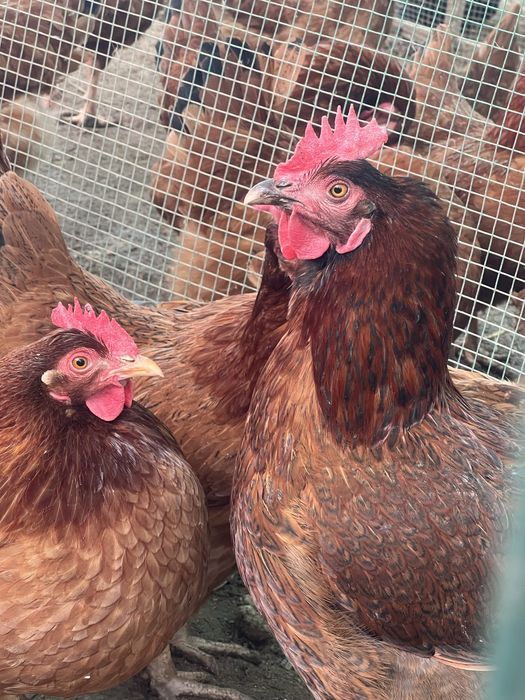 Тухум Tuxum дамашни тухум истемолга сотилади