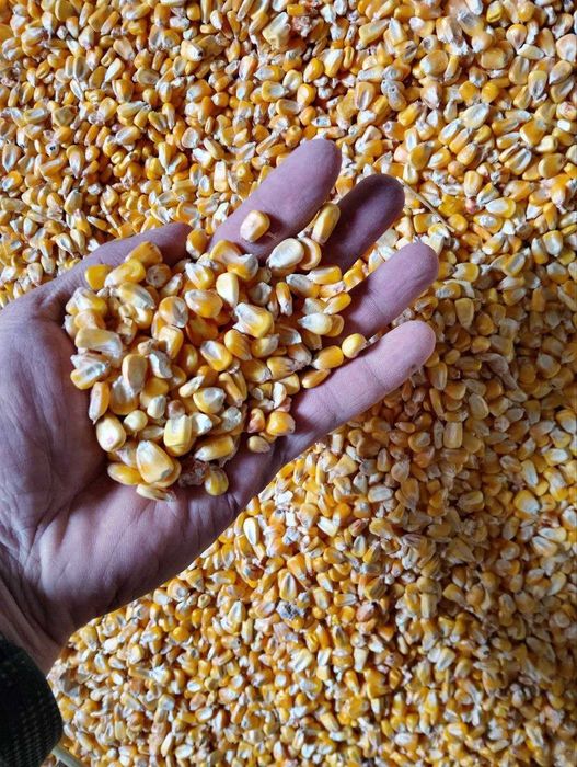 Кукуруза Фуражная Крупнозерновая - Makkajo'xori - Маккажухори