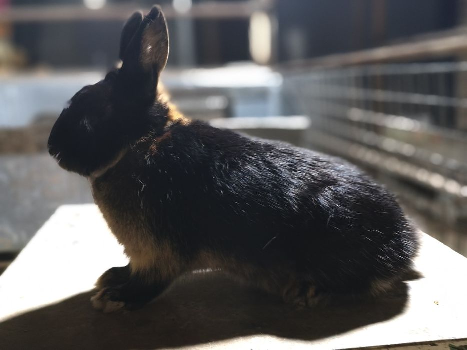 Karlik quon sotiladi