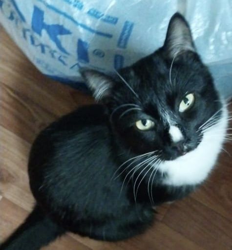 Красивый котик фраковой окраски