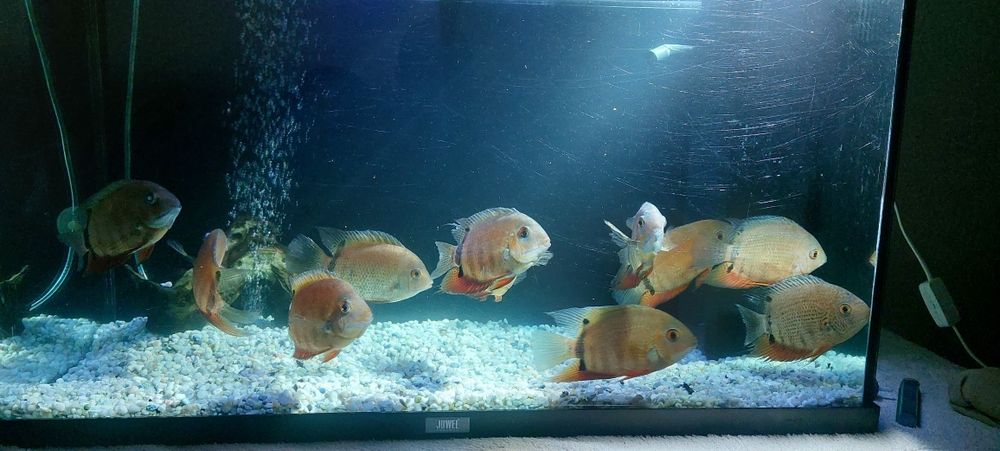 Ciclide americane severum