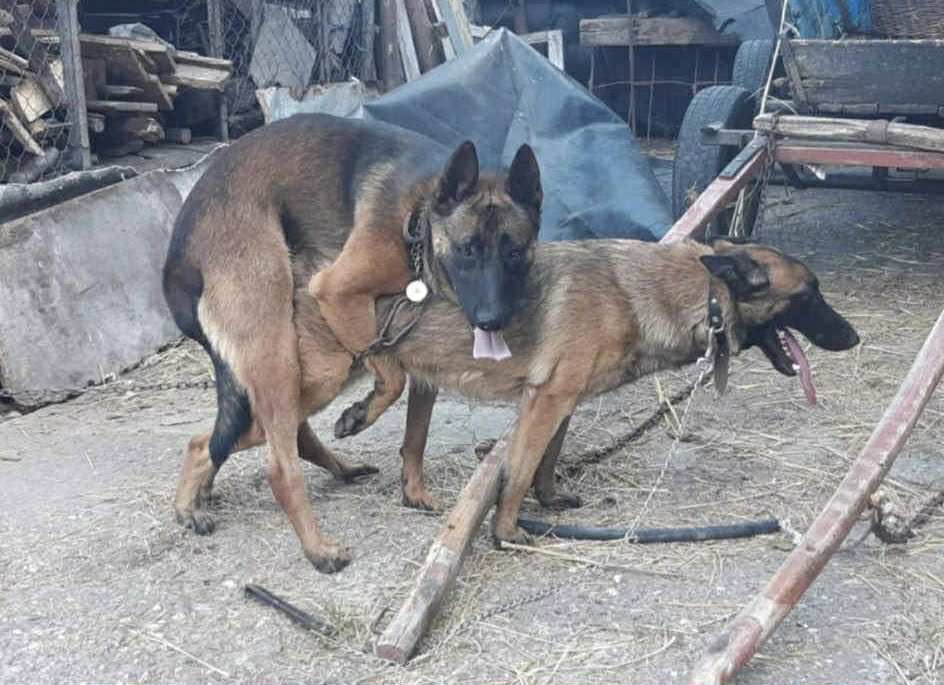 Белгийски овчарки