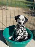 Pui de dalmatian