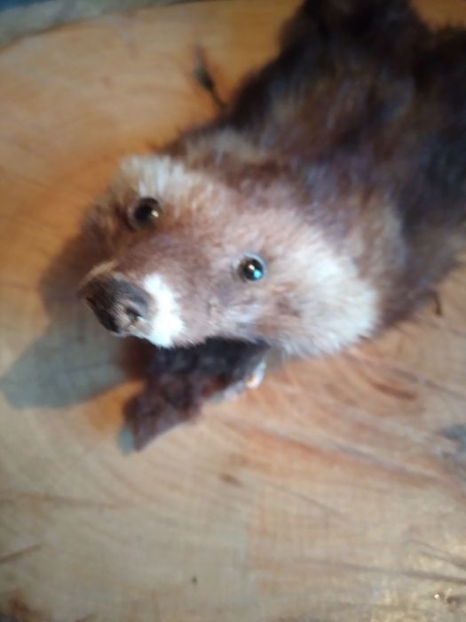 Ornament lemn cu Dihor