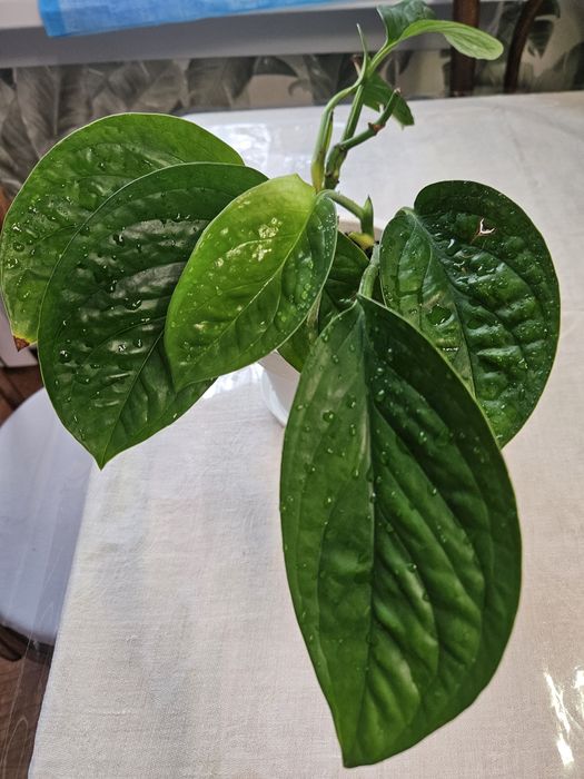 Монстера, филодендрон, алоказия, сингониум