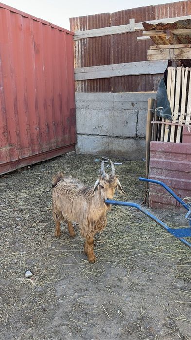 Лак теке сатылады