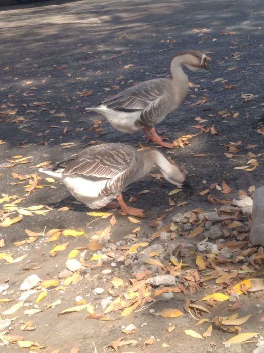 G‘oz, o‘rdaklar sotiladi