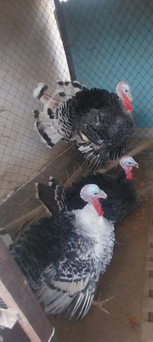 Sotiladi soglom kyrkalar