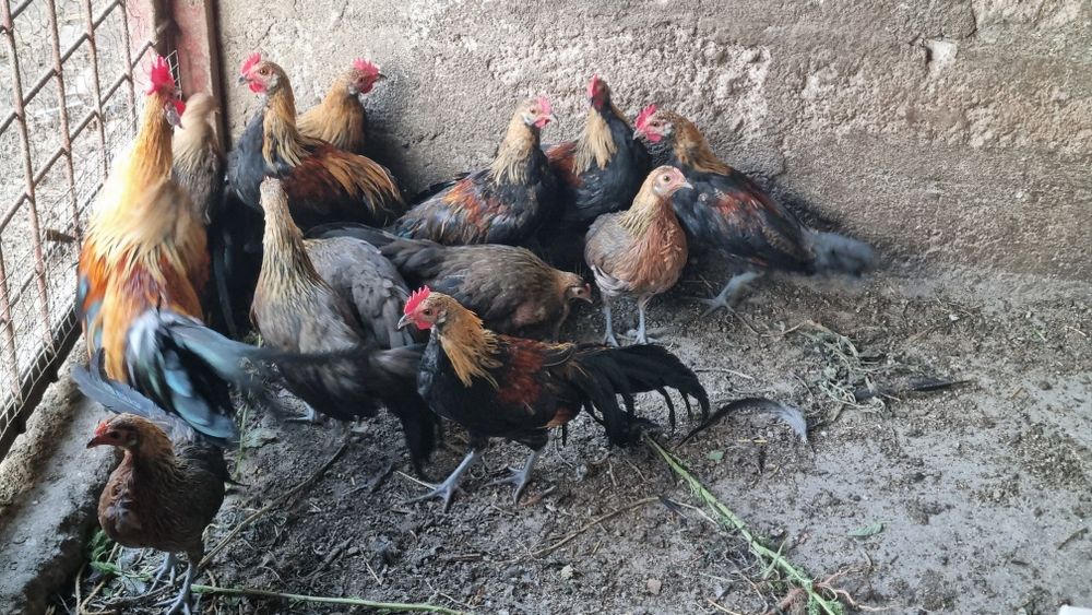 Phoenix pitic de  vânzare