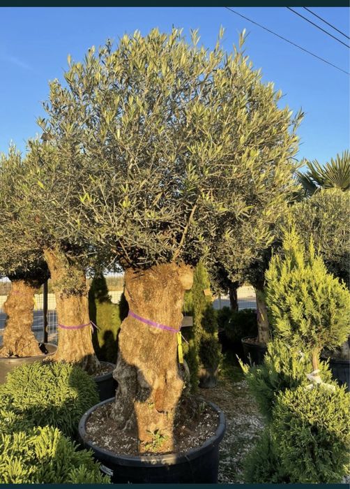 Plante ornamentale