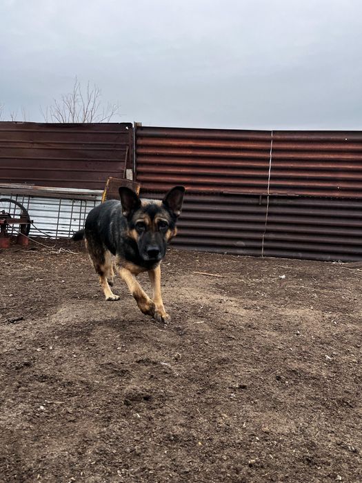 Немецкая овчарка.