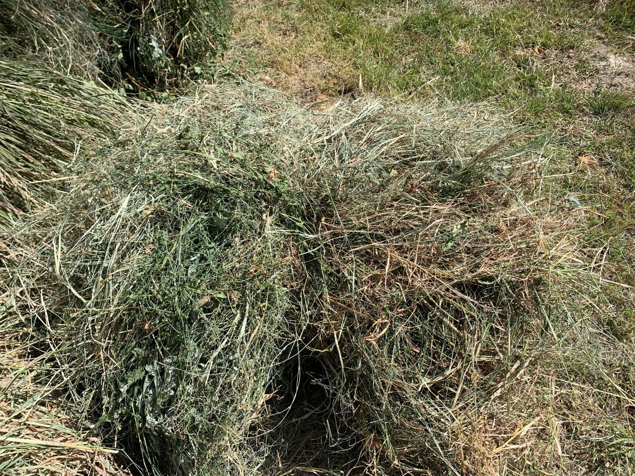 Oʻt hashak bogʻlangan 5000 soʻm bogʻ