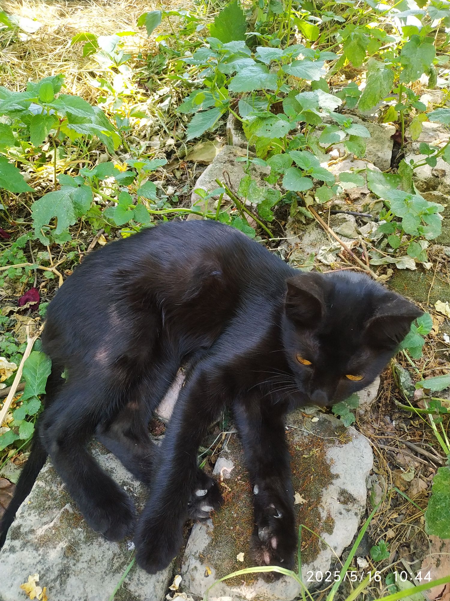 Котята только в добрые руки