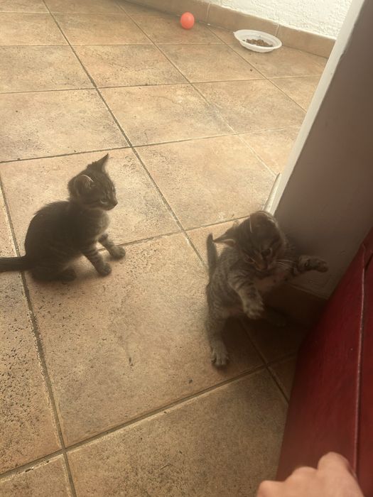Adoptie 2 pisoi de o luna si 2 sapt