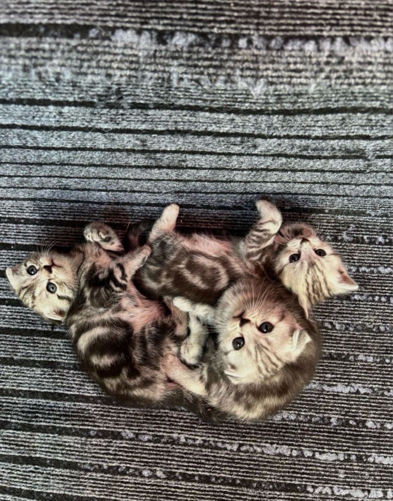 Скоттиш фолд котят продам.