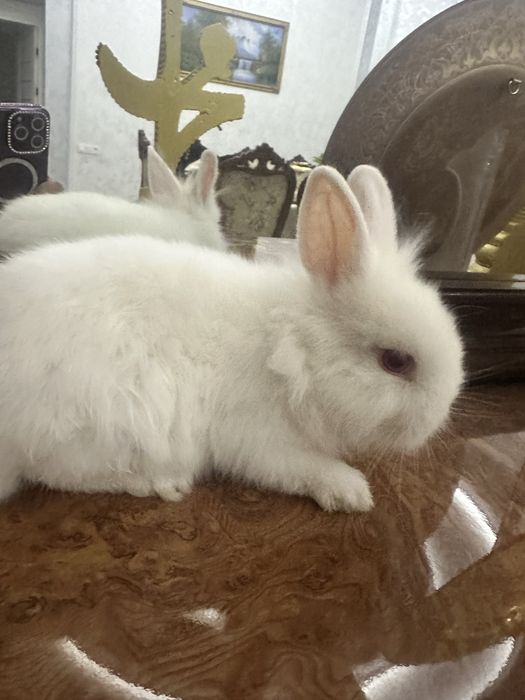 Quyon oilasi sotiladi