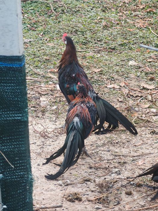 Pheonix pitic tineret