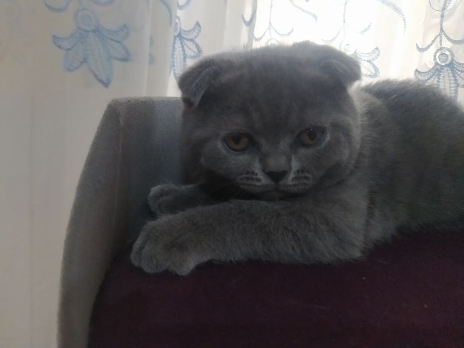 Продаются котята