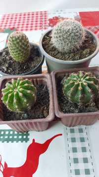 Cactusi la prețul de 40 lei toții 4