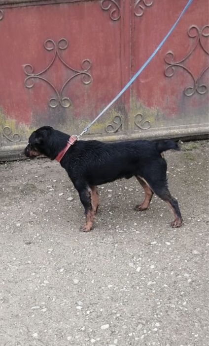 Mascul jagd terrier in varsta de 2 ani pentru vanatoare mistreti