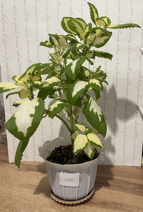 Продам комнатные цветы