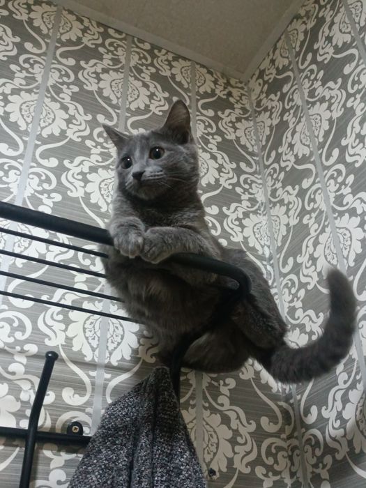 Ищу теплый дом для очаровательного котика девочки