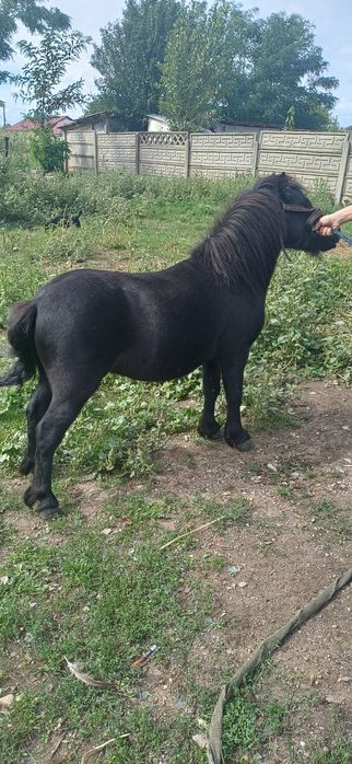 Ponei devinzaree