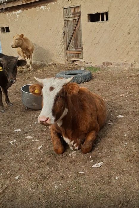 Продаются Коровы, сиыр сатылады