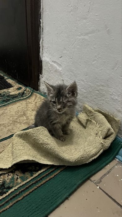 Котенок отдам в добрые руки