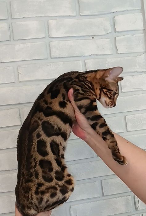 Бенгальские котята