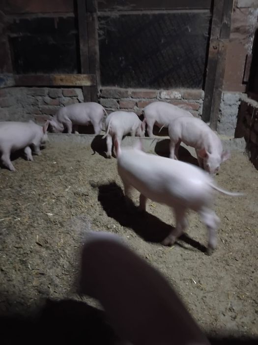 Iepurași de vanzare