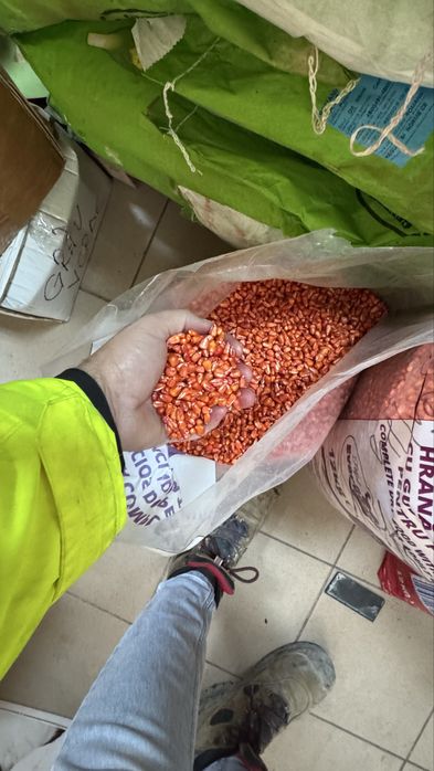 Seminte de Porumb Olt Tratat