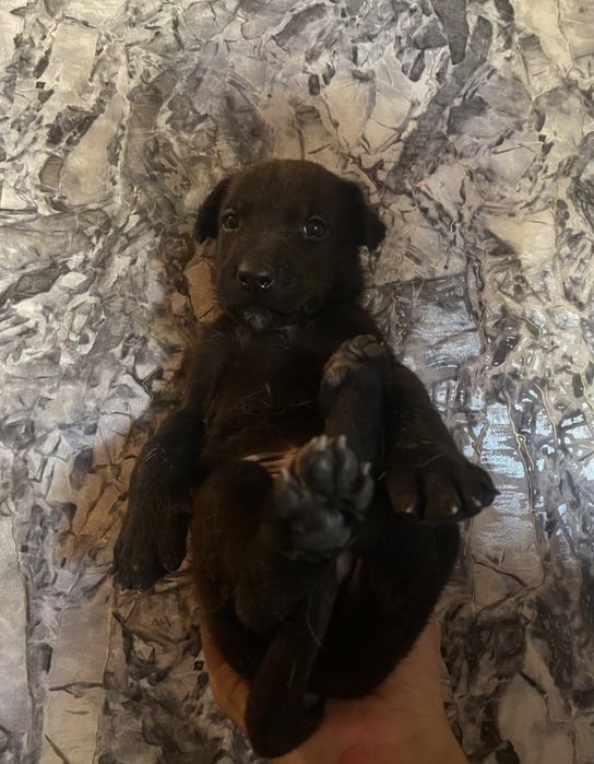 Обмен на горный или скоростной или бмх