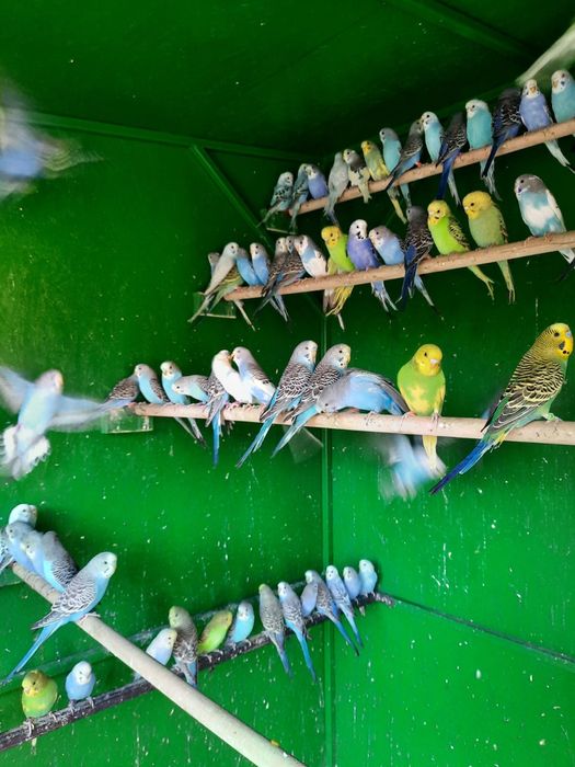 Vand perusi diverse culori