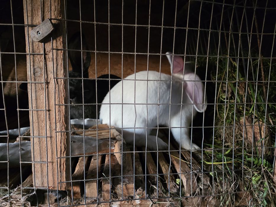 Iepuri de casa 4-5 kg