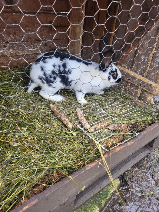 Vând iepuraș Fluture german