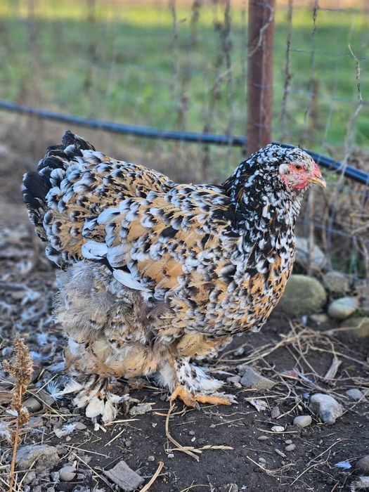 Brahma Portelan / Brahma HD / Gaini