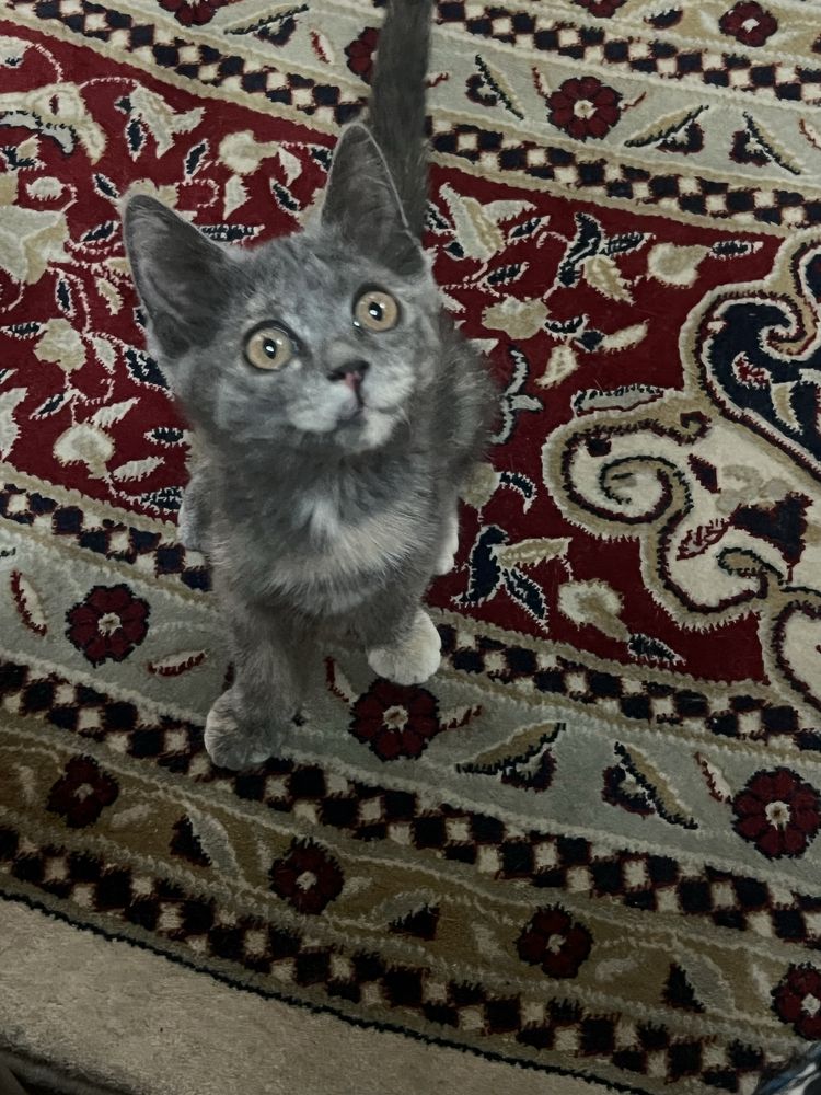 Отдам котенка в хорошие руки