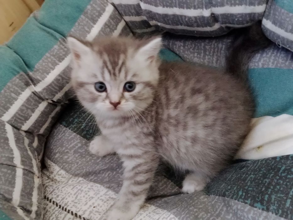 Роскошные котята